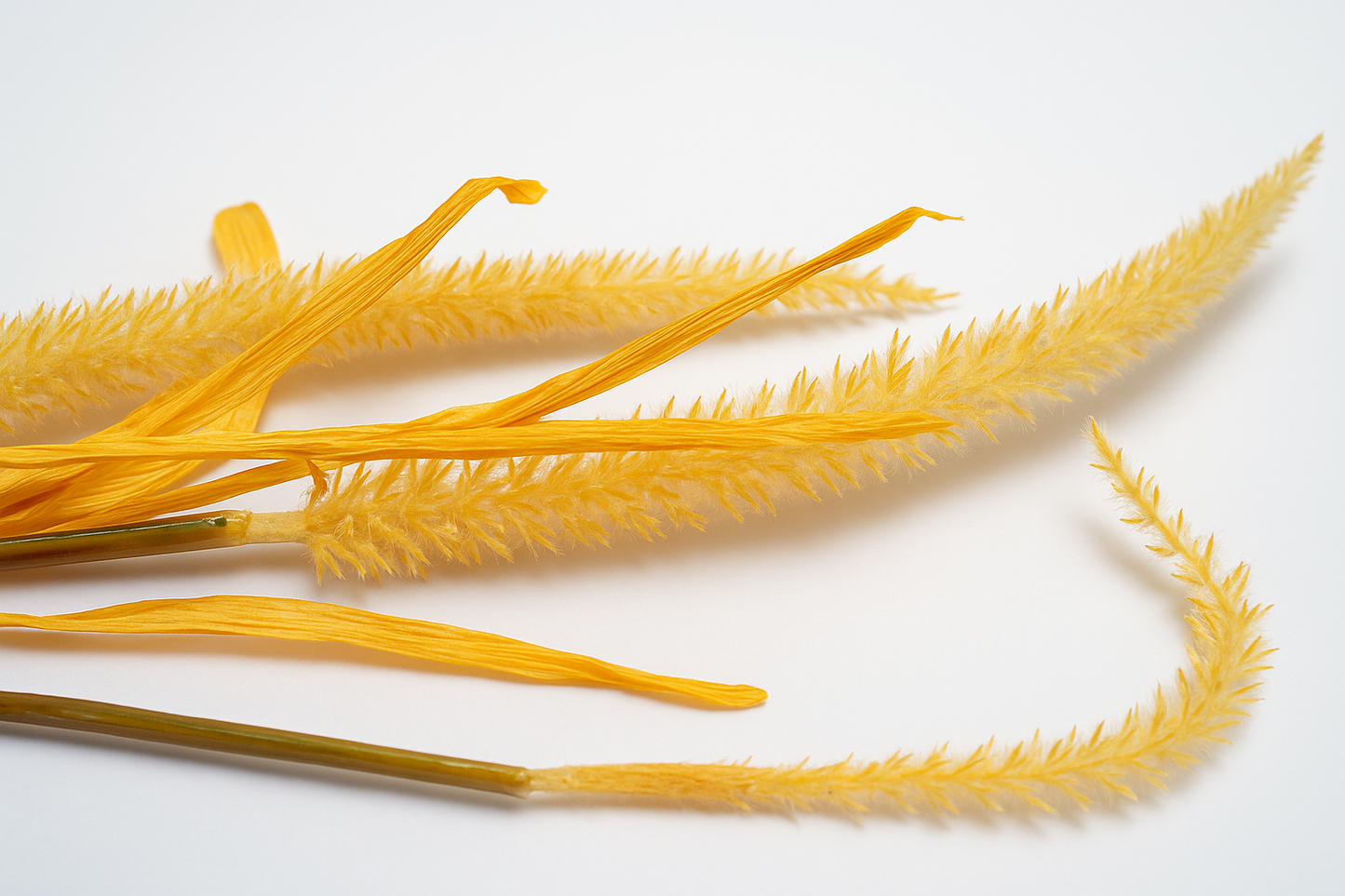 Desert Whisper Stem