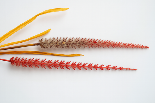 Dried Reed Stem – Crimson Ombre