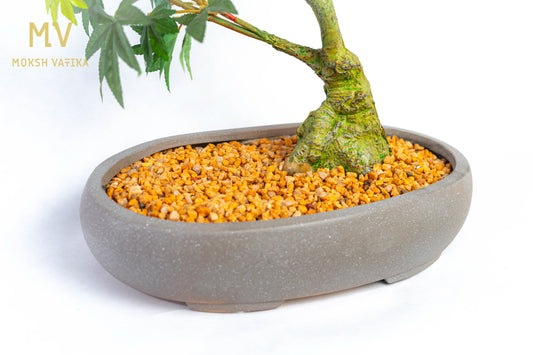 Green Japanese Maple Bonsai in Stone Pot