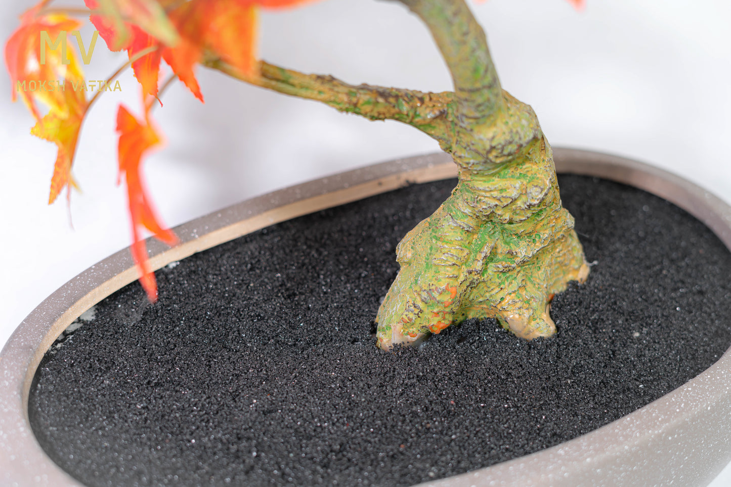Signature Autumn Maple Bonsai with Fiery Foliage