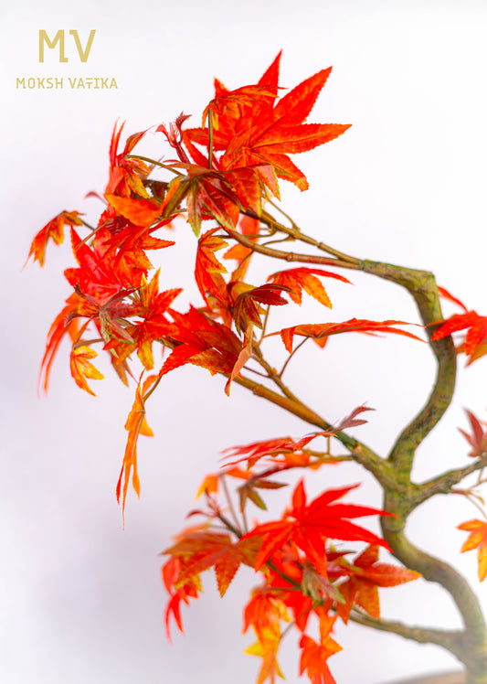 Signature Autumn Maple Bonsai with Fiery Foliage