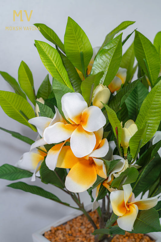 White-Yellow Frangipani in Ceramic Planter