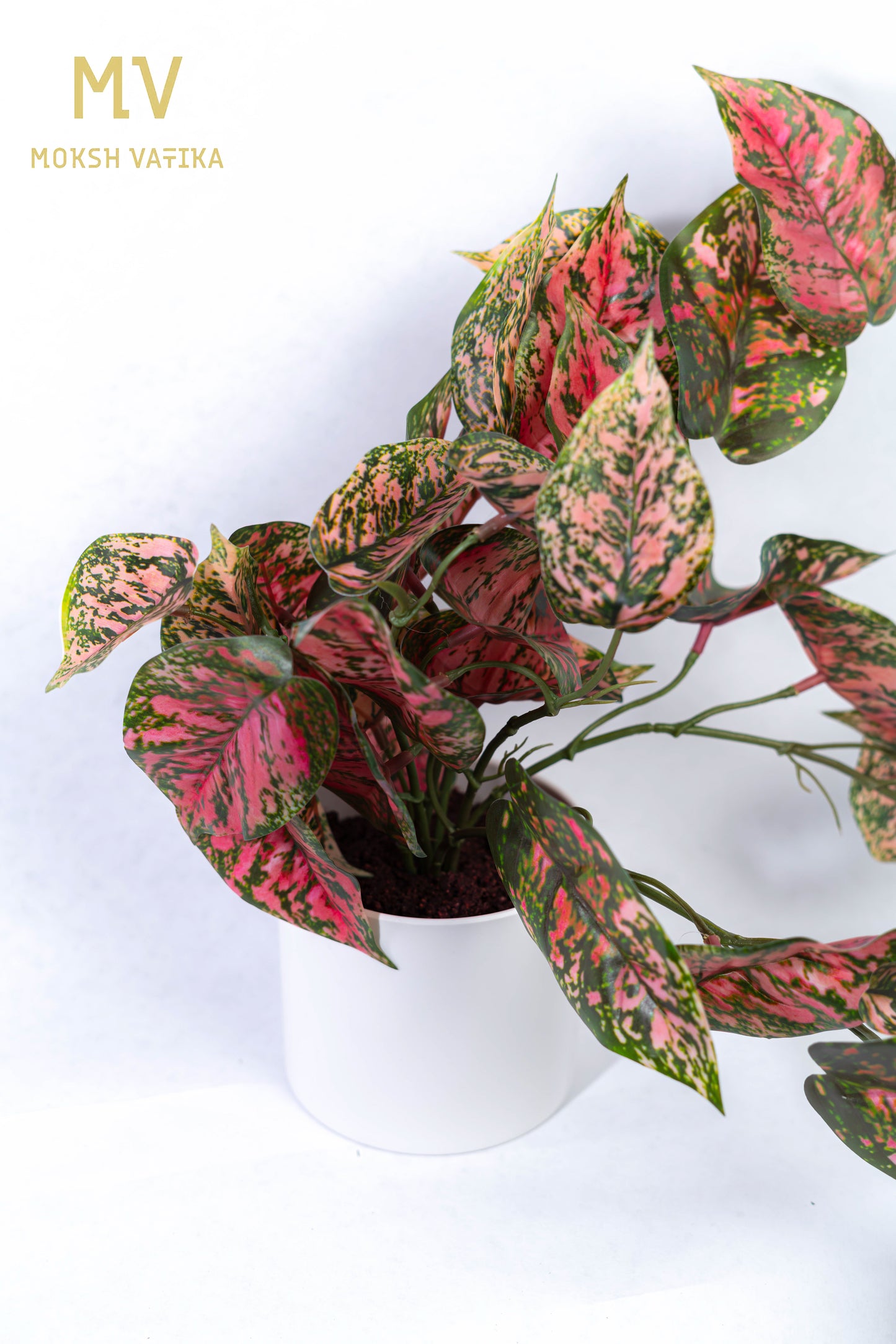 Pink Aglaonema in Matte White Pot