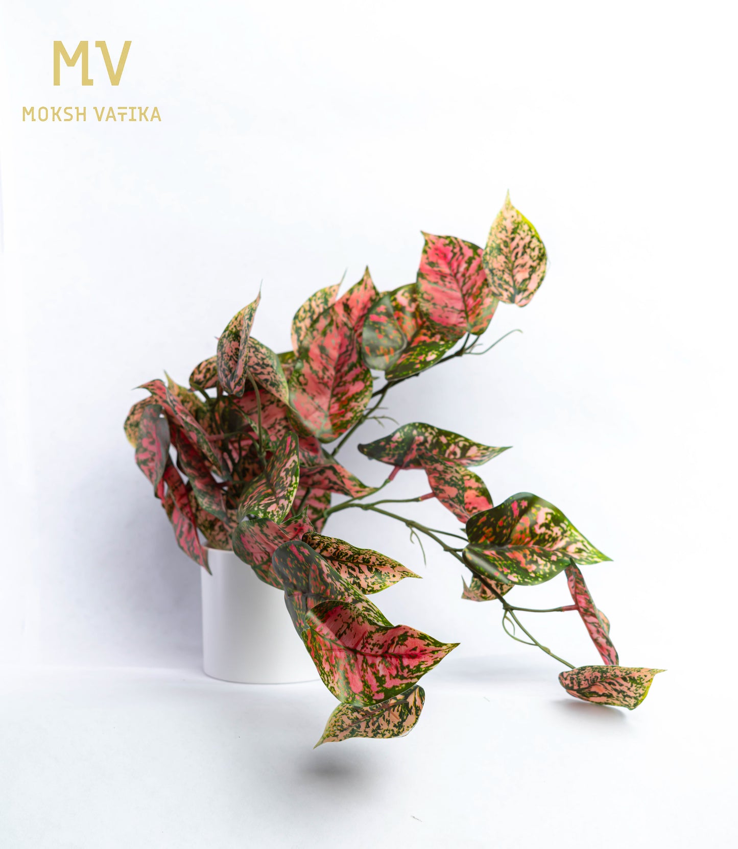 Pink Aglaonema in Matte White Pot