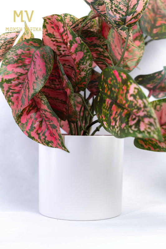 Pink Aglaonema in Matte White Pot