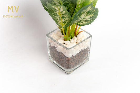MV Compact Leafy Green in Glass Cube Pot