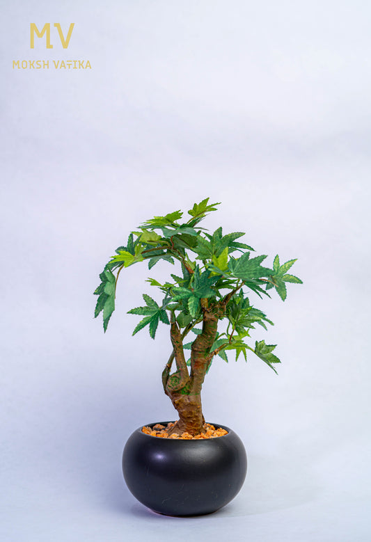 MV Miniature Tree in Black Pot