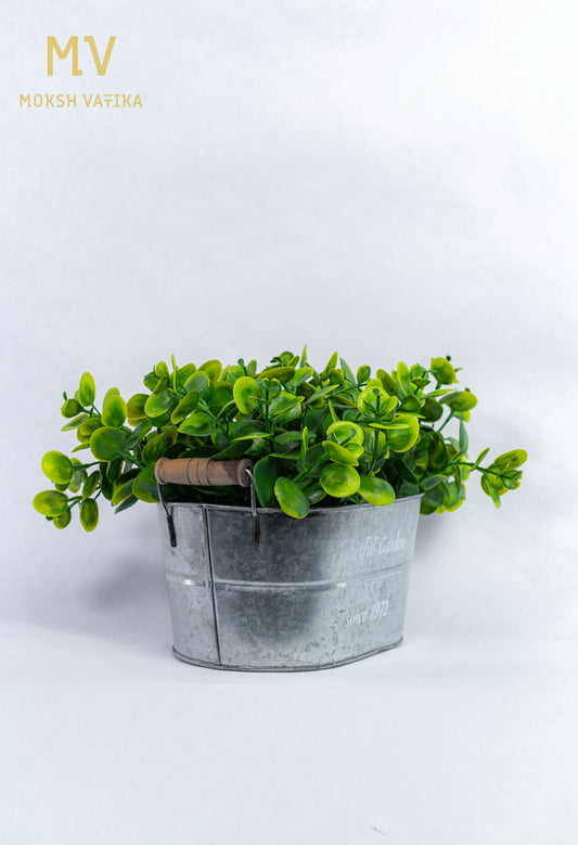 Japanese Maple Bonsai in Matte Black Pot