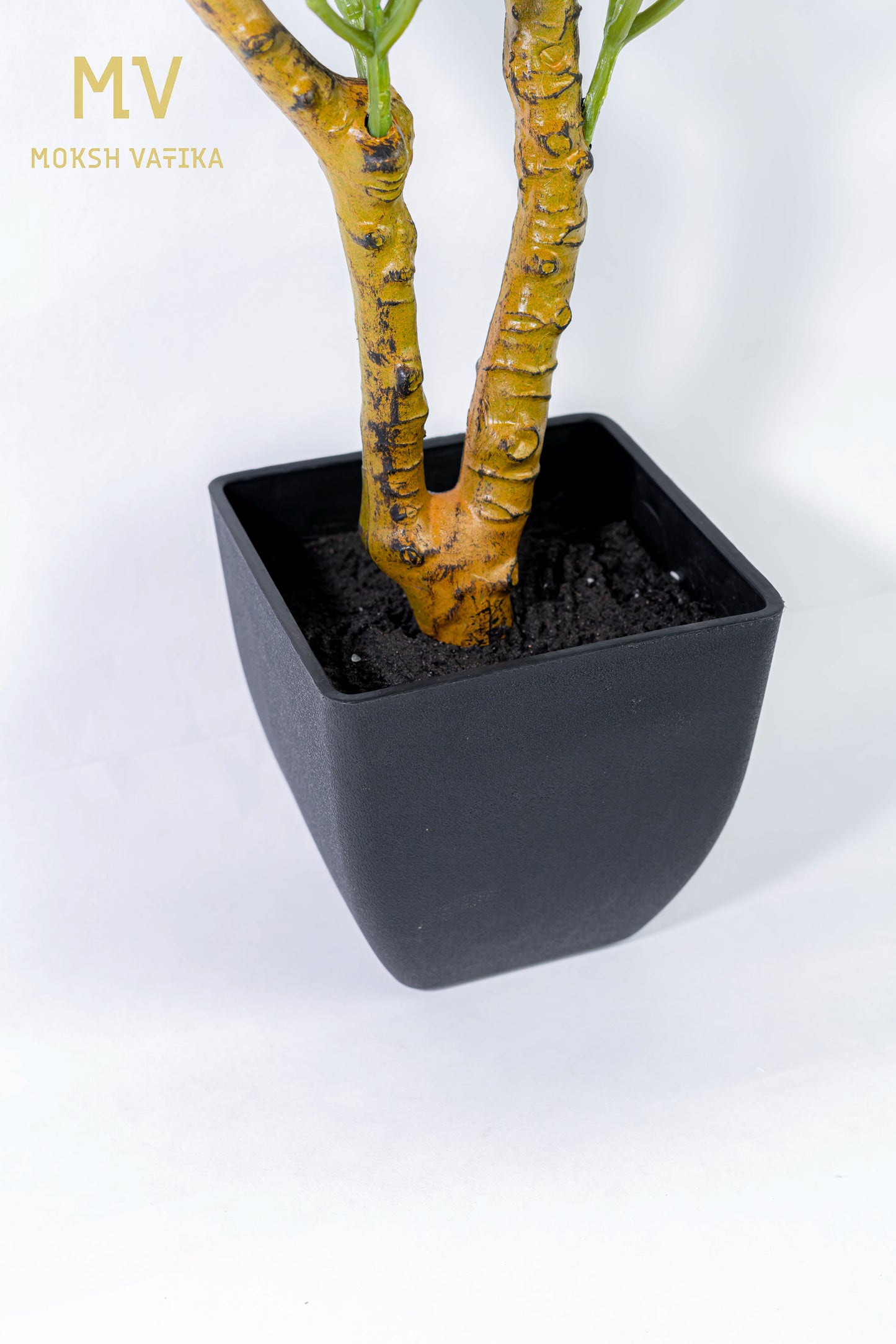 Tropical Broadleaf Accent Plant in Matte Black Planter