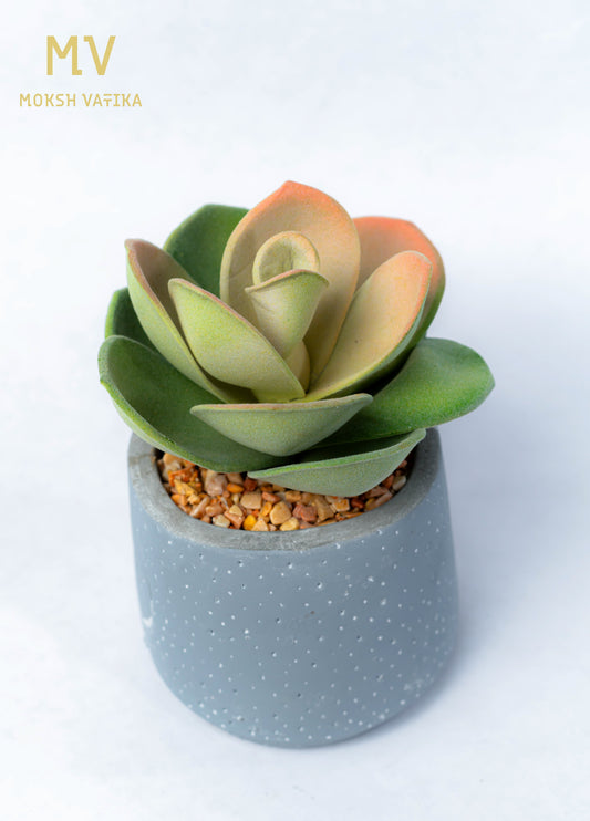Faux Echeveria in Bonjour Pot