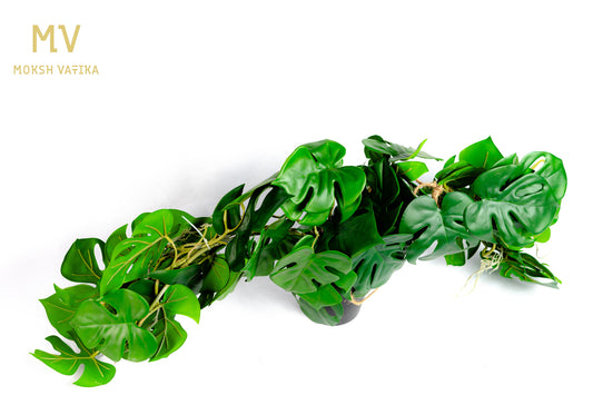 Monstera Vine Pot – Lush Green Trails