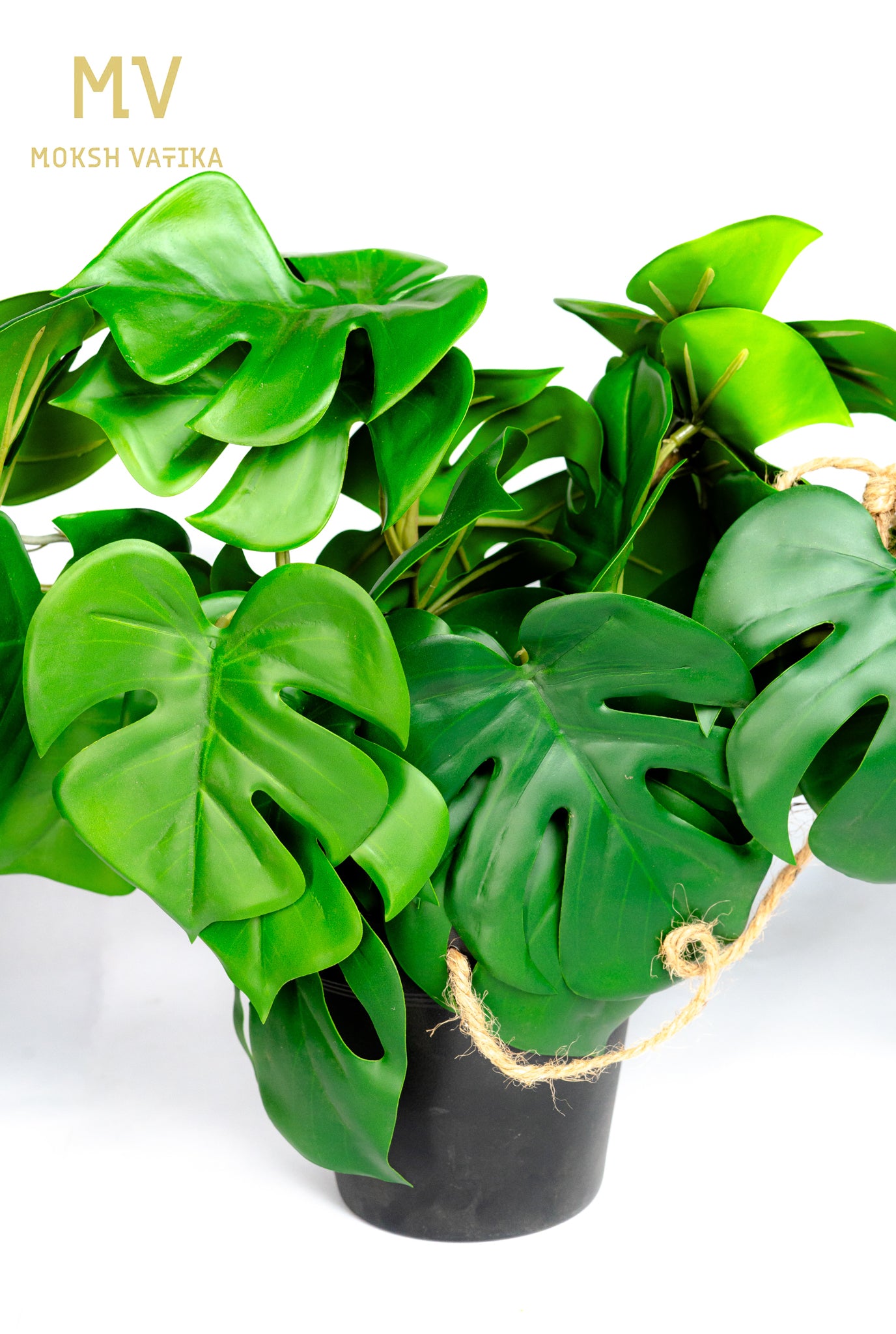 Monstera Vine Pot – Lush Green Trails