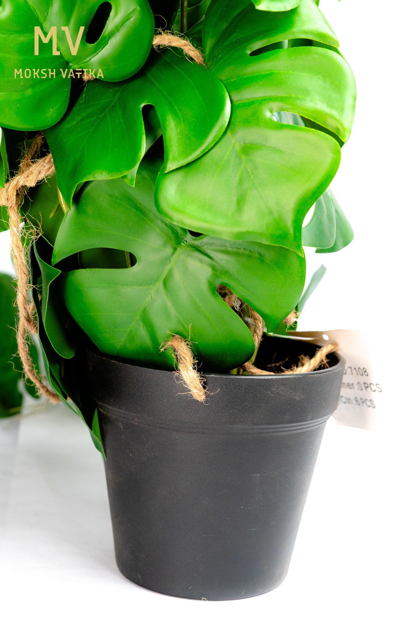 Monstera Vine Pot – Lush Green Trails