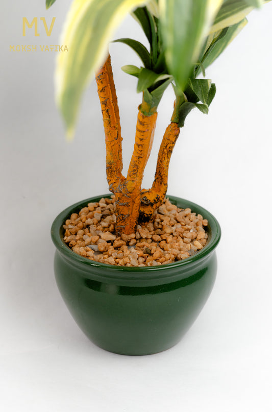 Dracaena Artificial Plant – Twin Stem in Glossy Green Pot