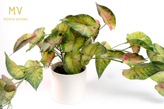 Caladium Charm Potted Bush