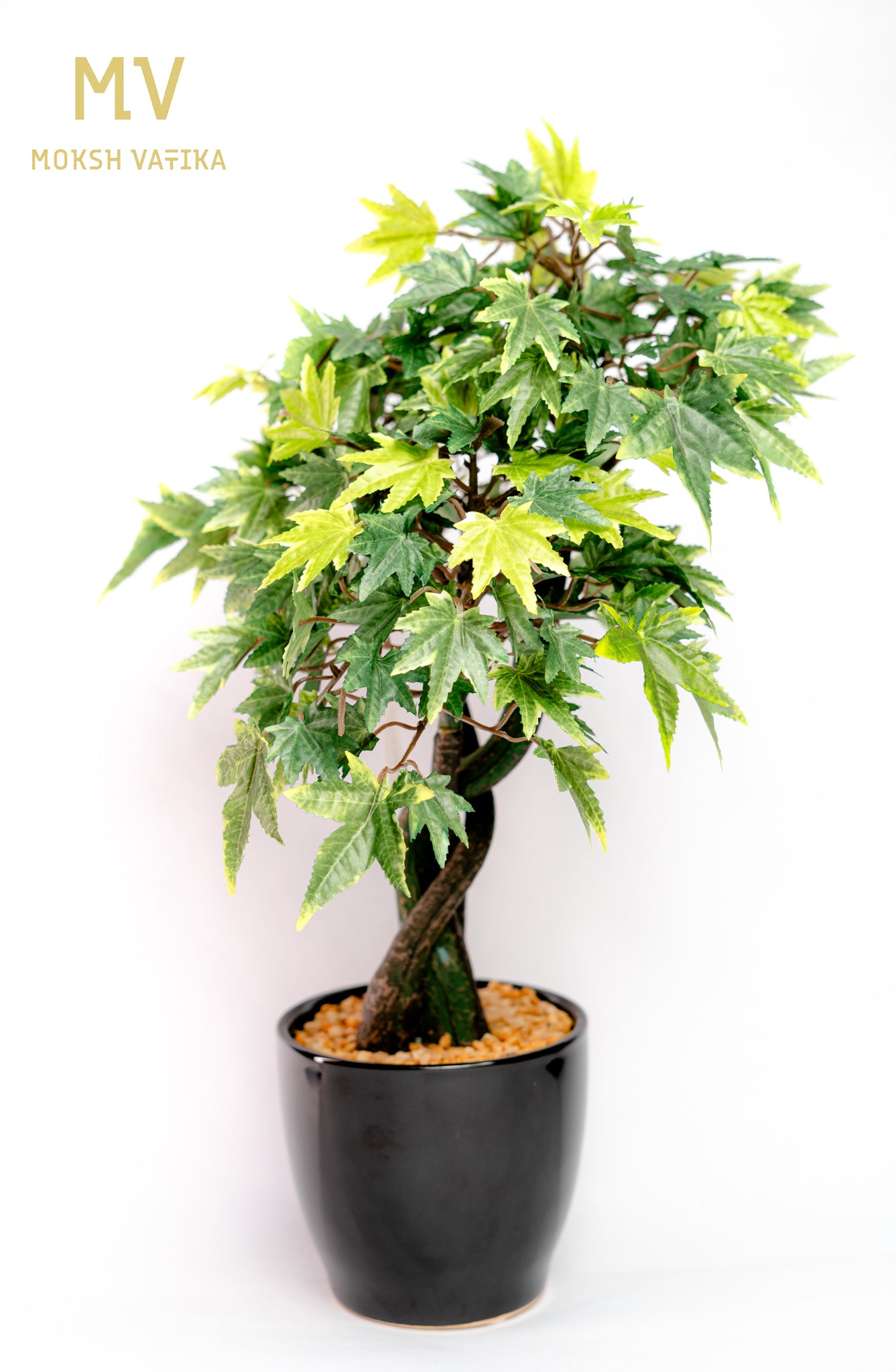Chouette Potted Maple Bonsai – Verdant Twist