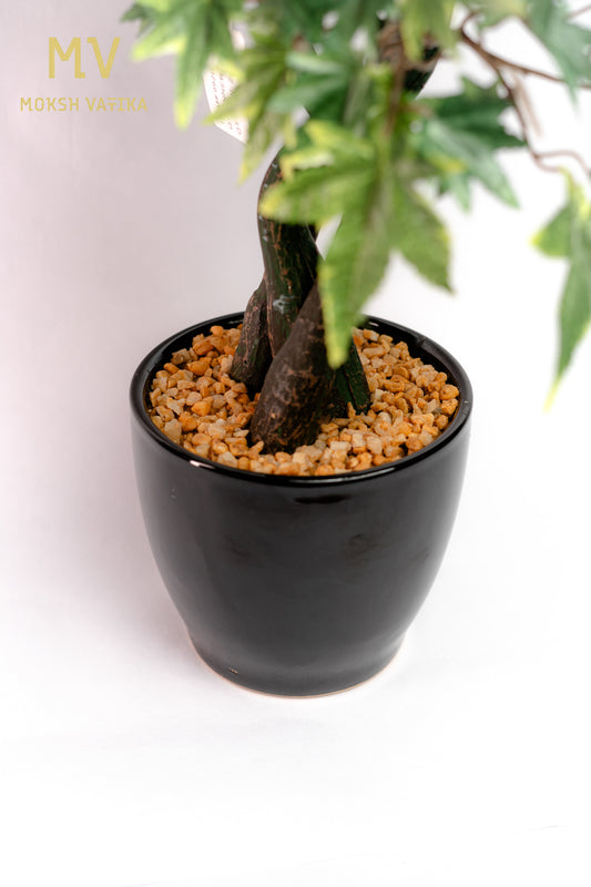 Chouette Potted Maple Bonsai – Verdant Twist