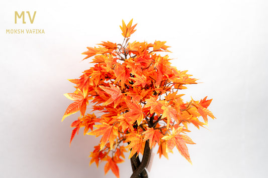 Chouette Potted Maple Bonsai – Autumn Blaze