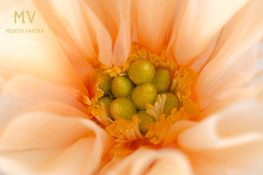 Artificial Tulle Peony Flower – Peach