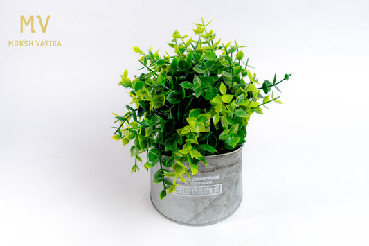 Mini Eucalyptus Bush in Rustic Tin Pot