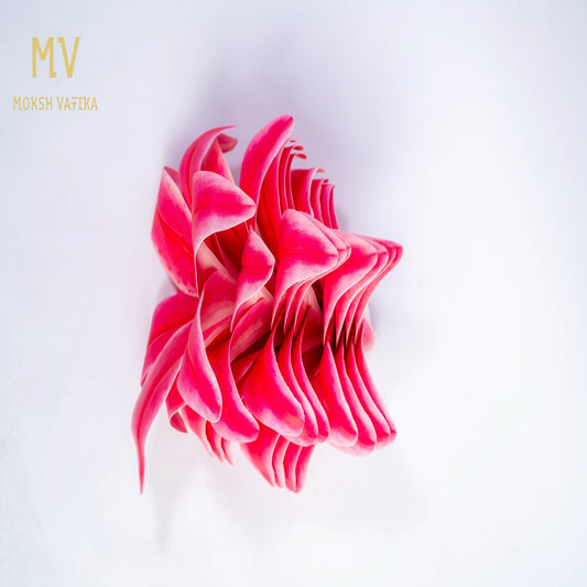 Lily Bloom Stem – Rose Blush