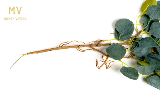 Dusky Eucalyptus Bush