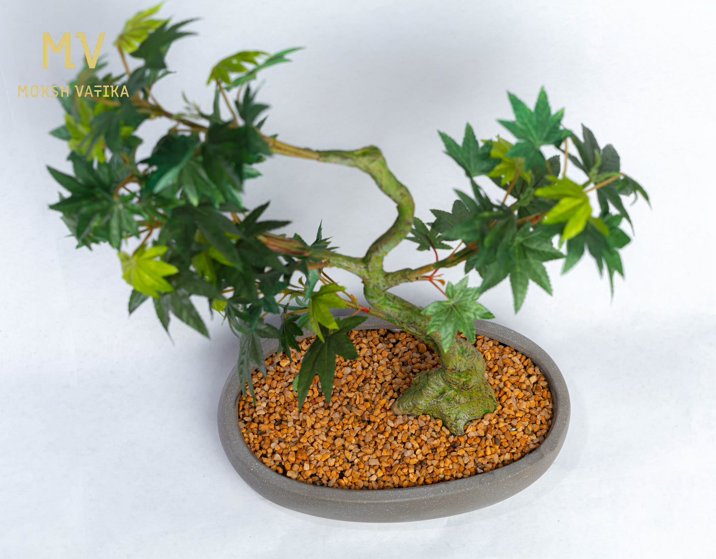 Green Japanese Maple Bonsai in Stone Pot