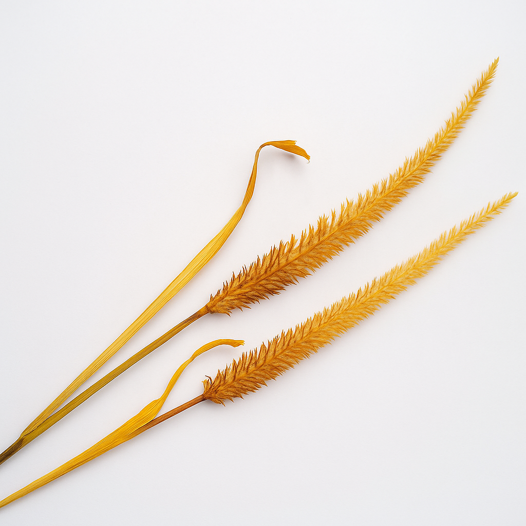 Burnt Amber Wildgrass Stem set of 2