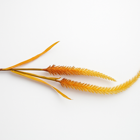 Burnt Amber Wildgrass Stem set of 2