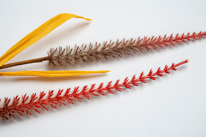 Dried Reed Stem – Crimson Ombre