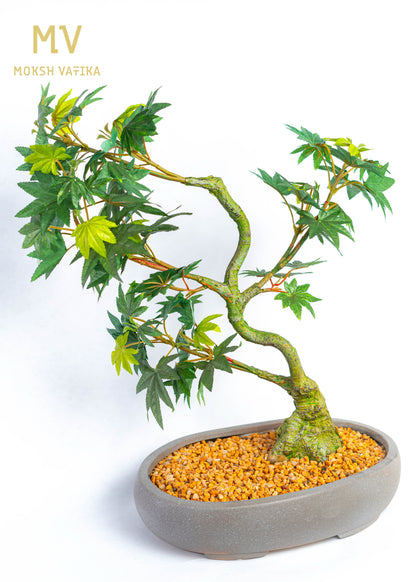 Green Japanese Maple Bonsai in Stone Pot