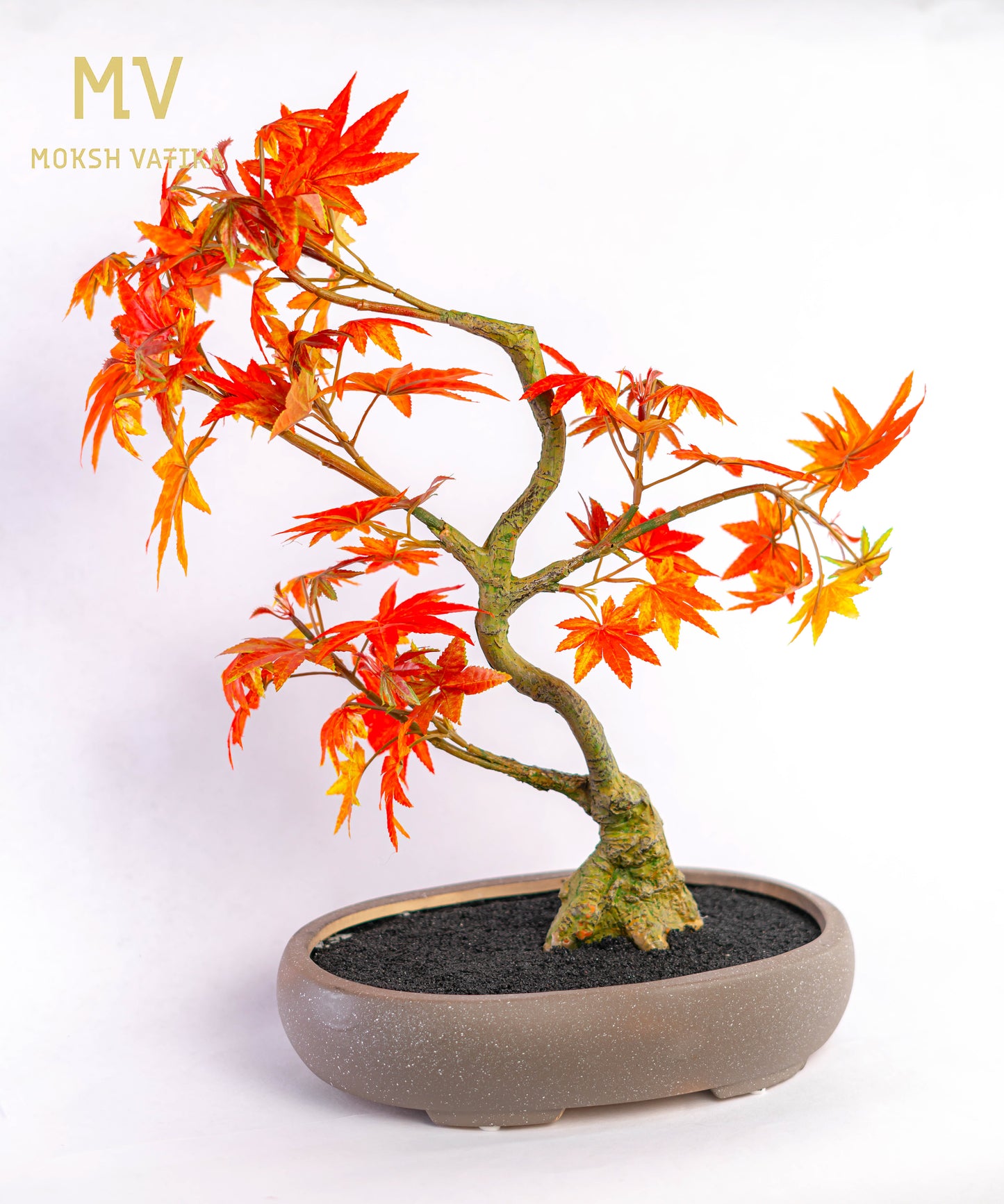 Signature Autumn Maple Bonsai with Fiery Foliage