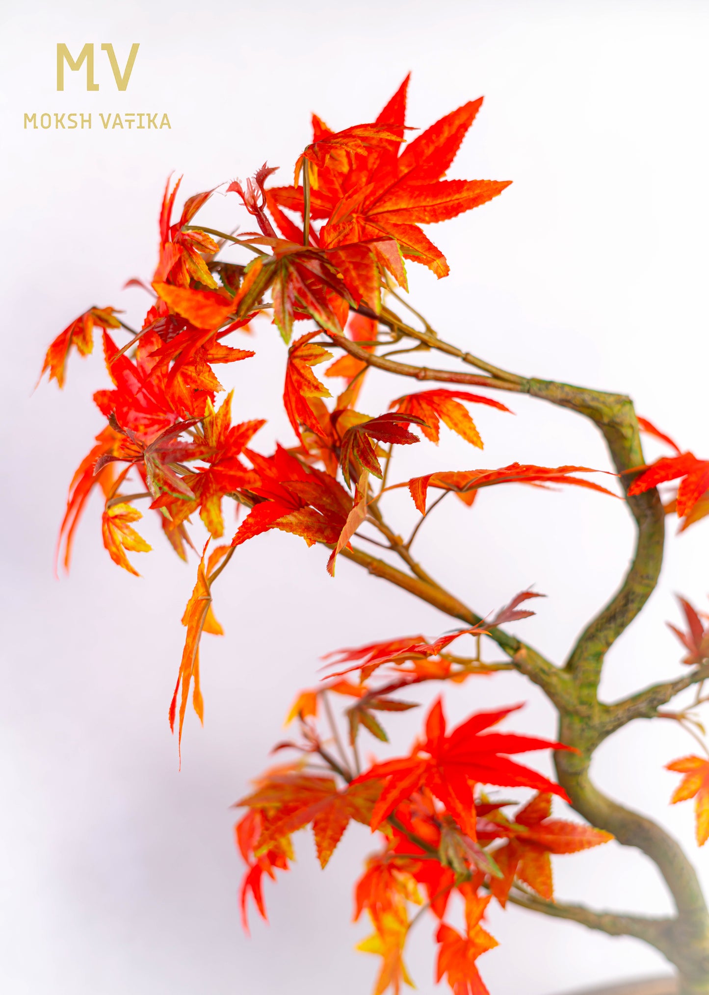 Signature Autumn Maple Bonsai with Fiery Foliage
