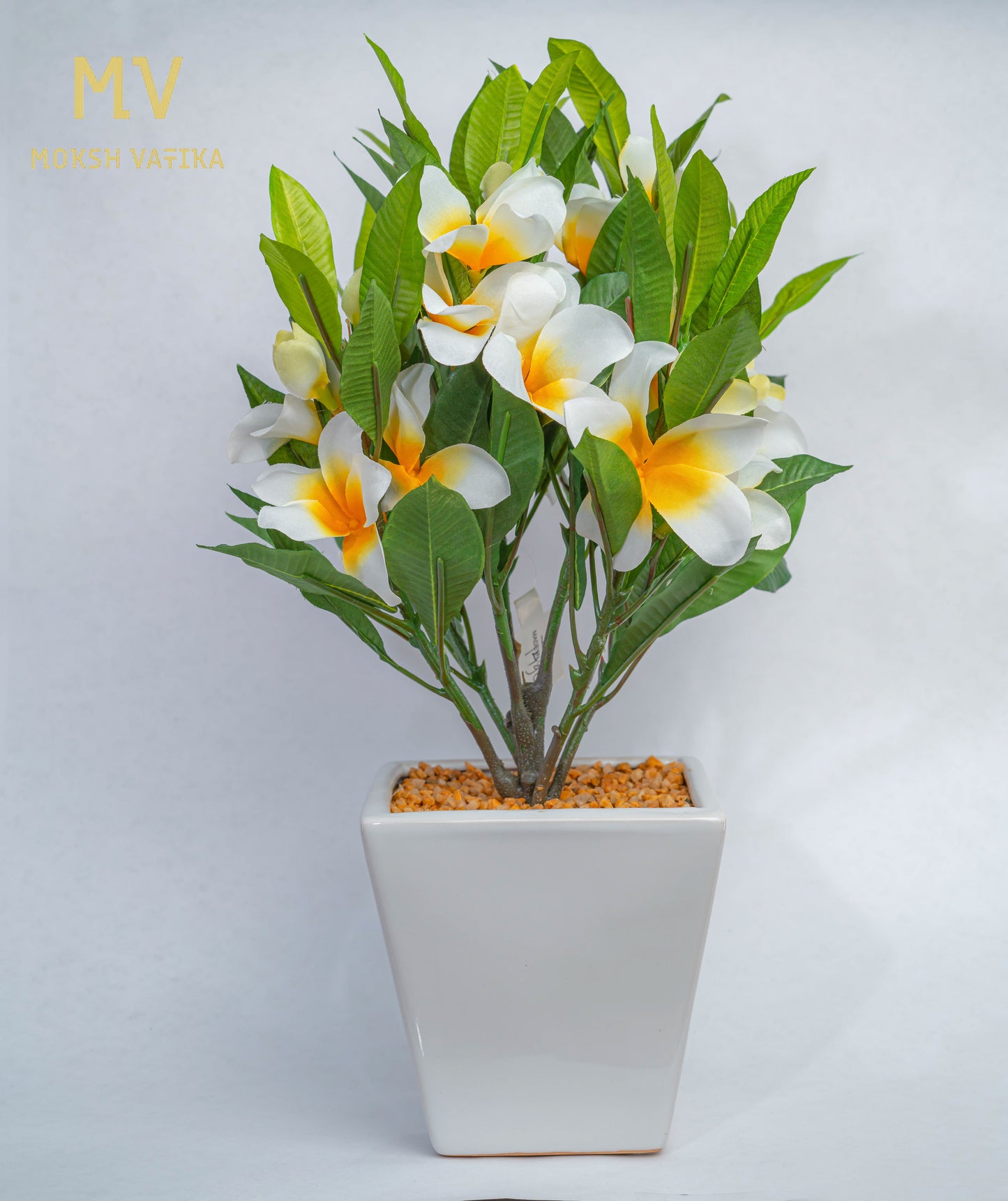 White-Yellow Frangipani in Ceramic Planter