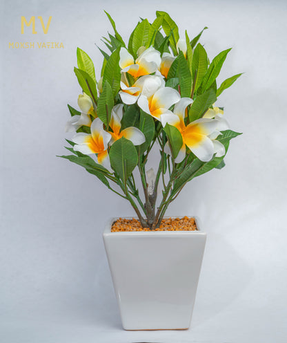 White-Yellow Frangipani in Ceramic Planter