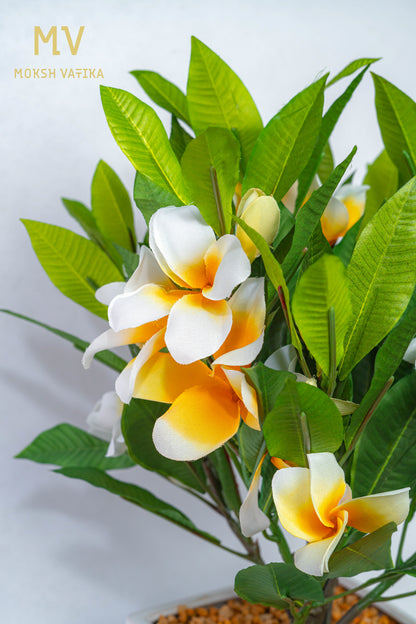 White-Yellow Frangipani in Ceramic Planter