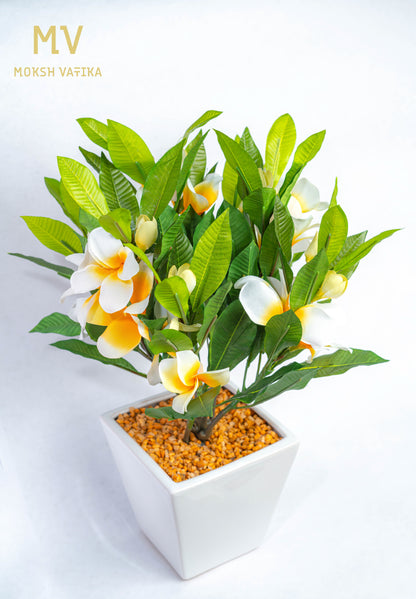 White-Yellow Frangipani in Ceramic Planter