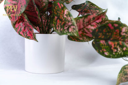 Pink Aglaonema in Matte White Pot