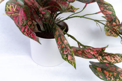 Pink Aglaonema in Matte White Pot
