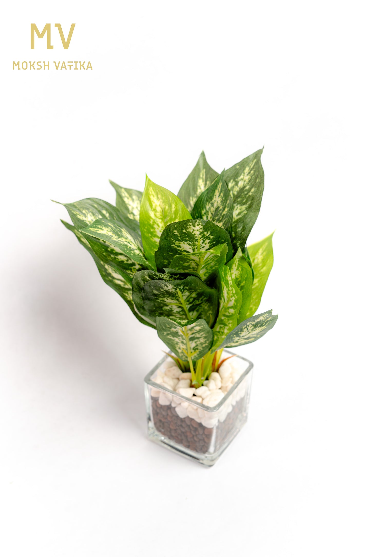 MV Compact Leafy Green in Glass Cube Pot