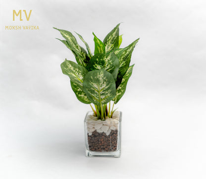 MV Compact Leafy Green in Glass Cube Pot