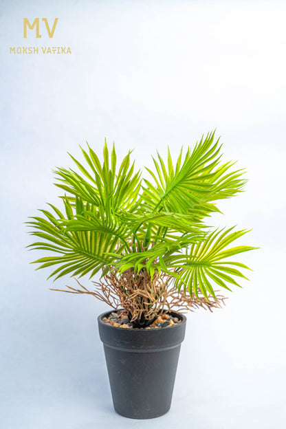 Tropical Faux Palm in Black Pot