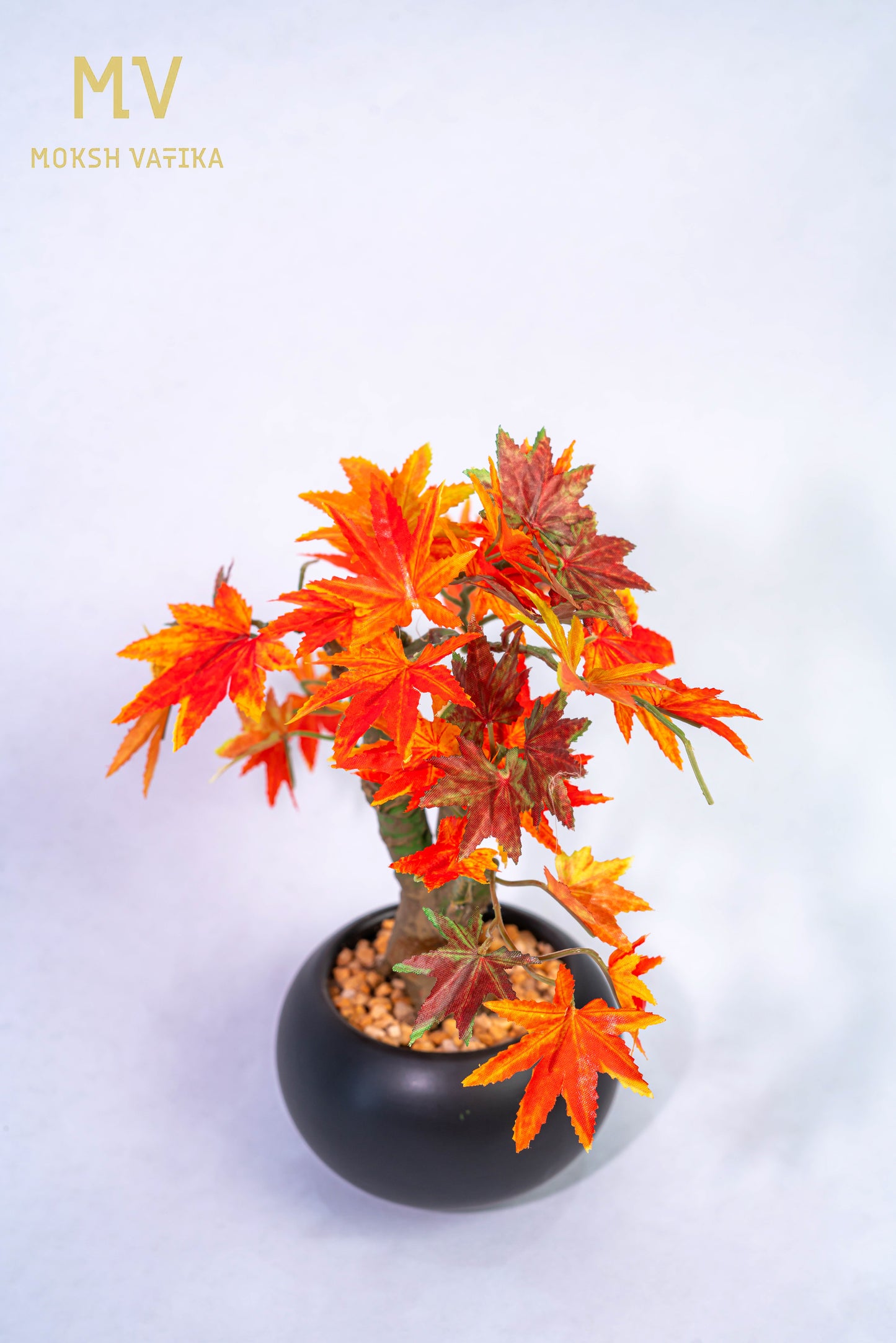 Miniature Maple Leaf Tree in Black Pot