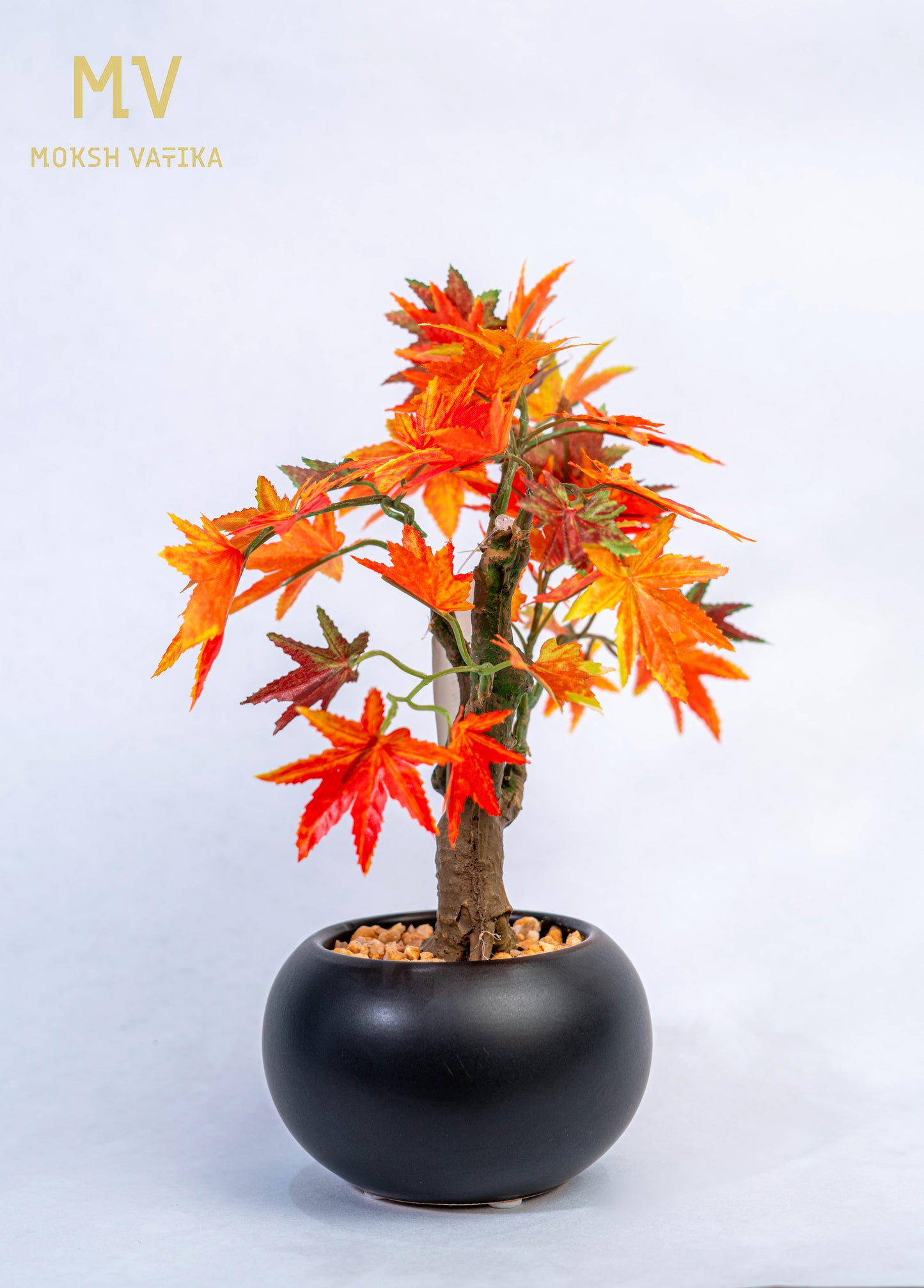 Miniature Maple Leaf Tree in Black Pot