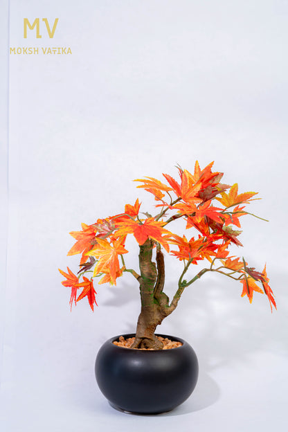 Miniature Maple Leaf Tree in Black Pot