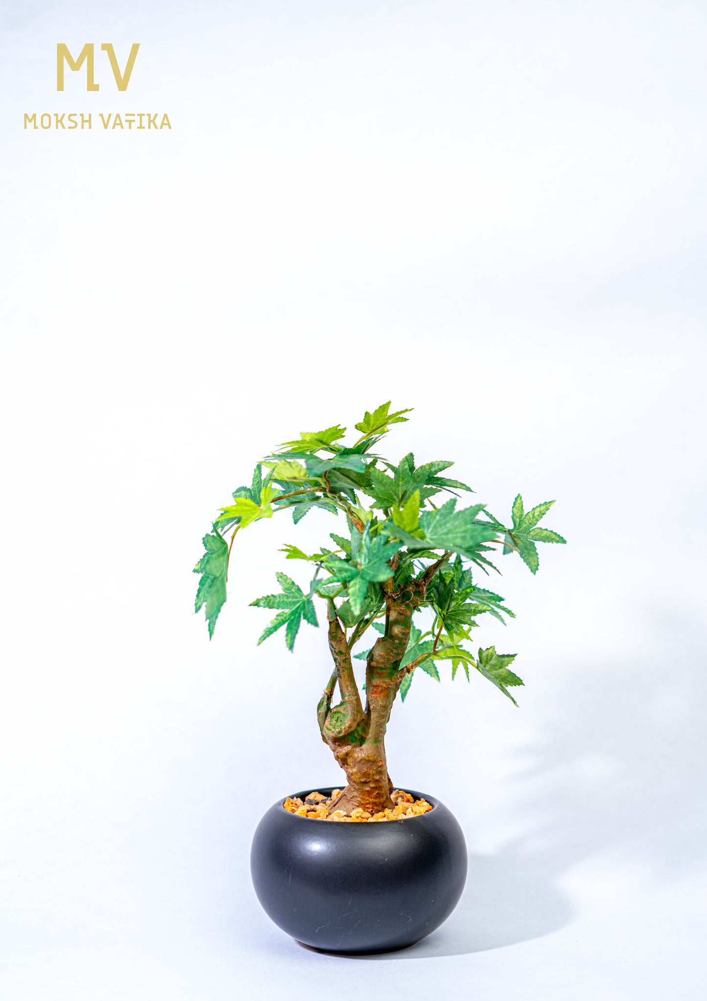 MV Miniature Tree in Black Pot