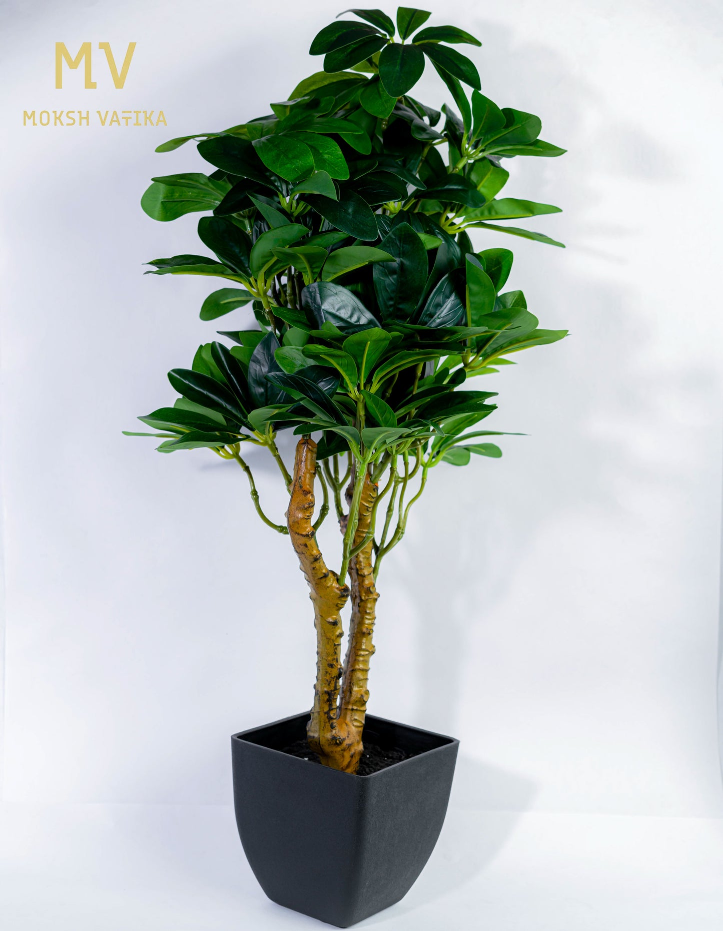 Tropical Broadleaf Accent Plant in Matte Black Planter