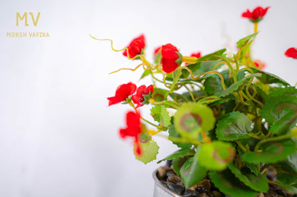 Chouette Tin Planter – Scarlet Bloom