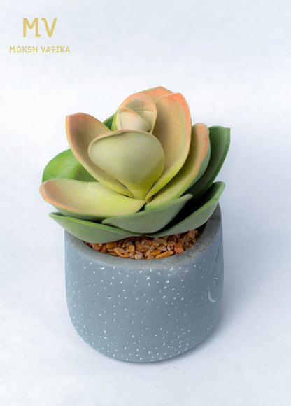 Faux Echeveria in Bonjour Pot