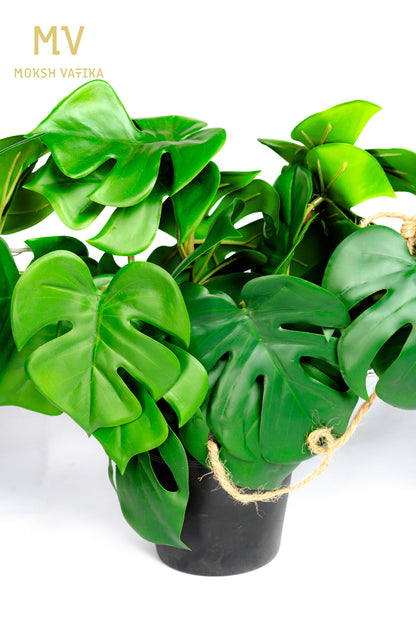 Monstera Vine Pot – Lush Green Trails